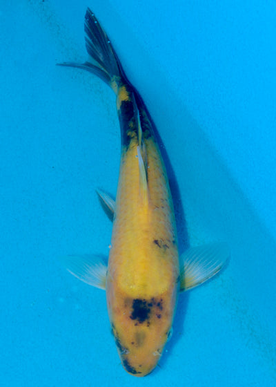 24cm Ki Utsuri (Byer Koi Farm) REF - AUG076