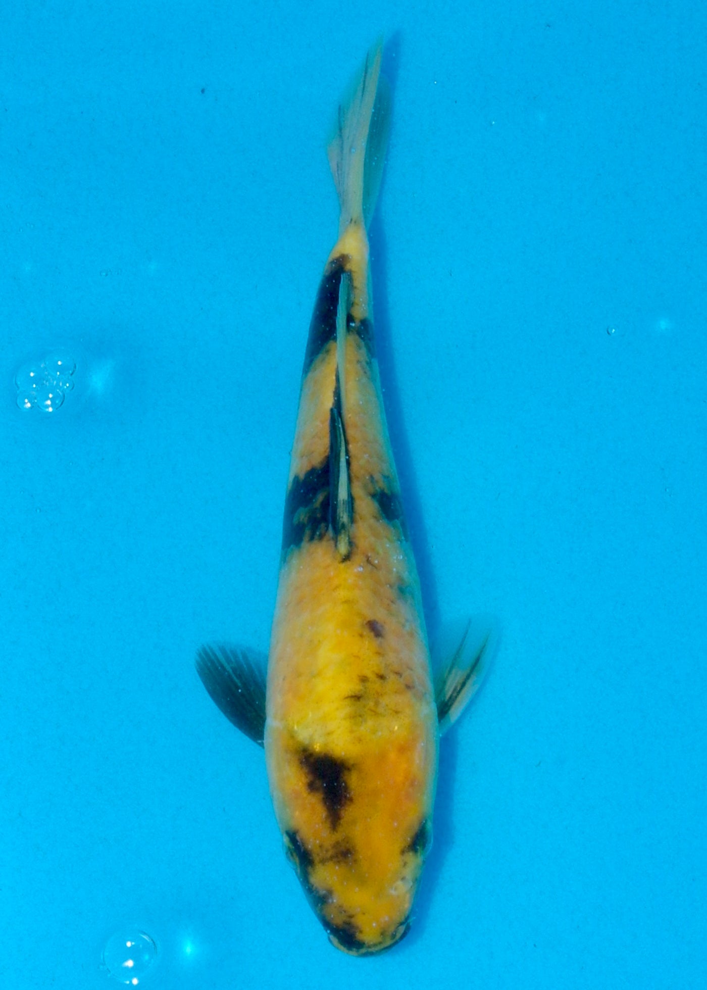 21cm Ki Utsuri (Byer Koi Farm) REF - AUG077