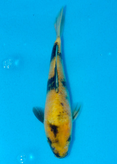 21cm Ki Utsuri (Byer Koi Farm) REF - AUG077