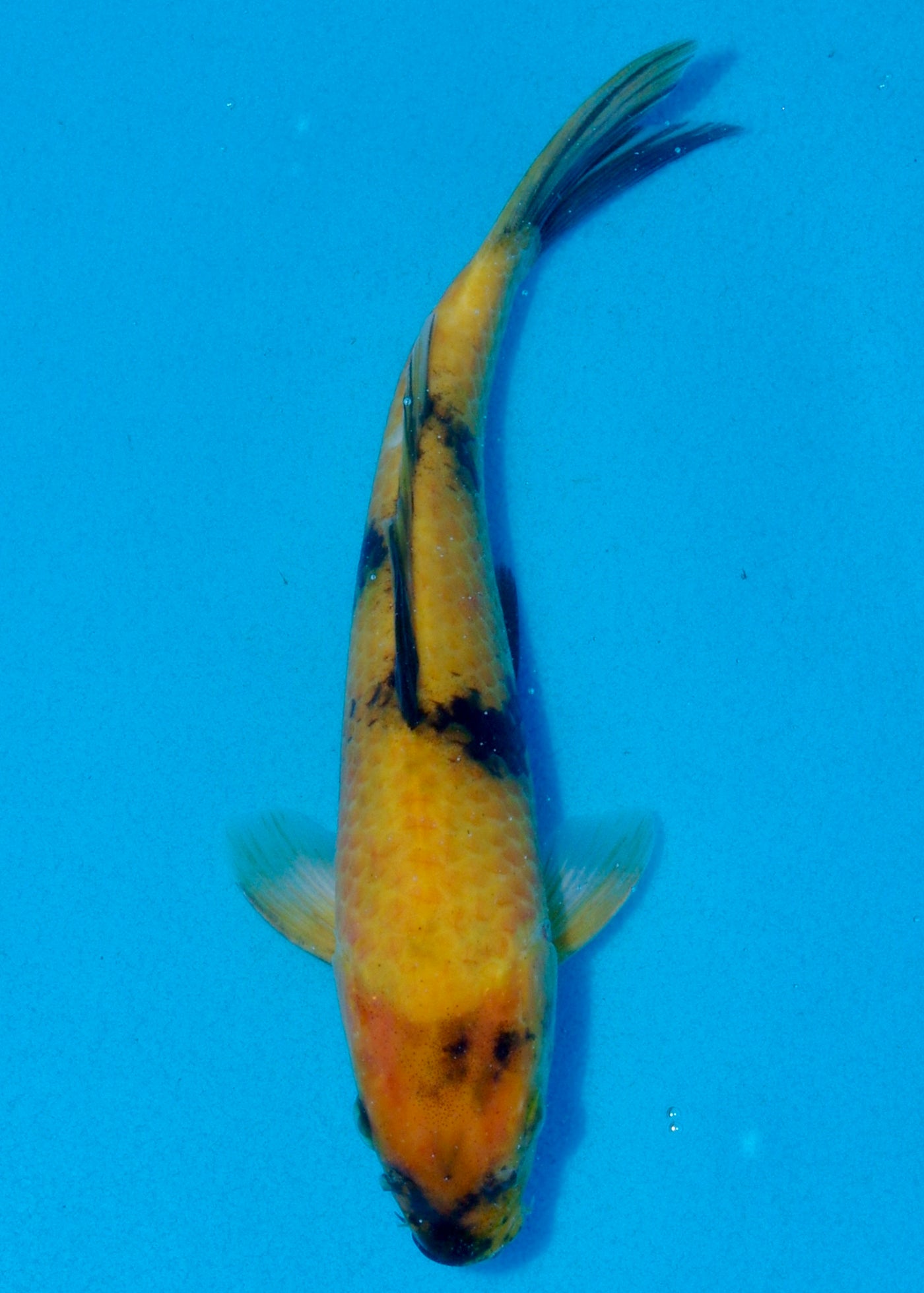 22cm Ki Utsuri (Byer Koi Farm) REF - AUG079