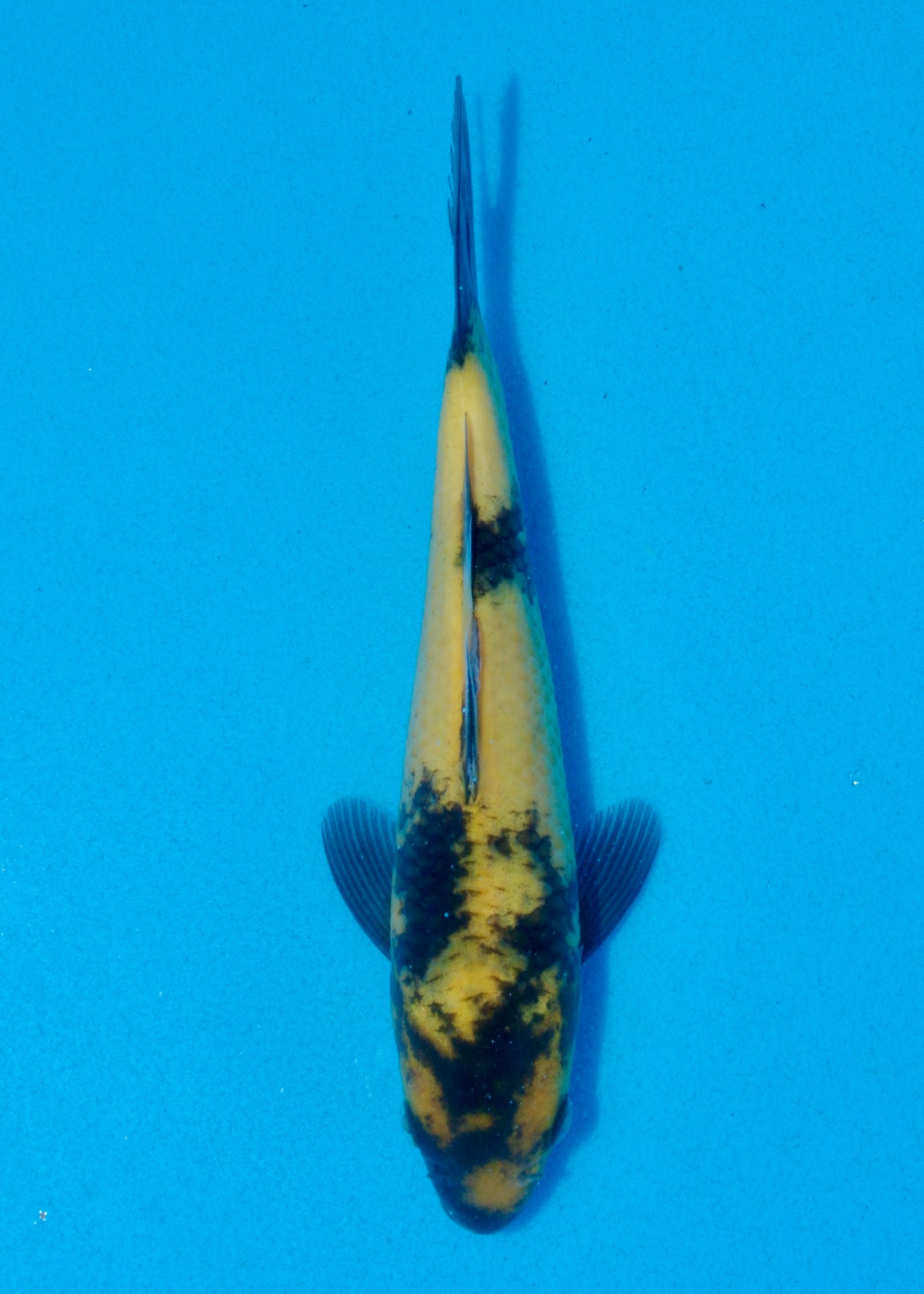 22cm Ki Utsuri (Byer Koi Farm) REF - AUG043