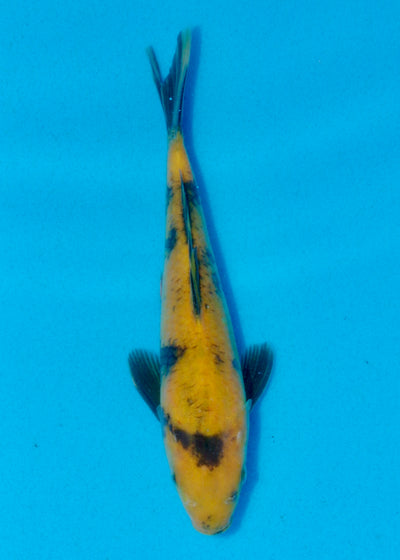 21cm Ki Utsuri (Byer Koi Farm) REF - AUG081