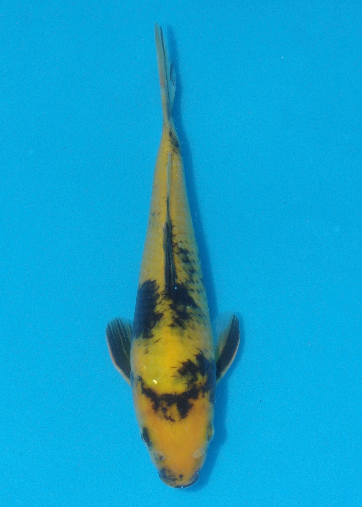 23cm Ki Utsuri (Byer Koi Farm) REF - AUG045