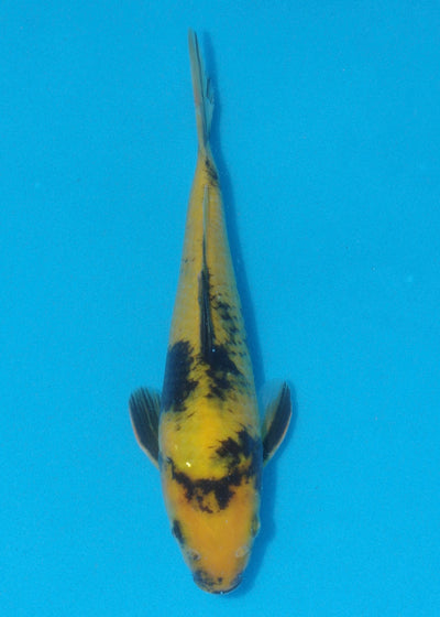 23cm Ki Utsuri (Byer Koi Farm) REF - AUG045