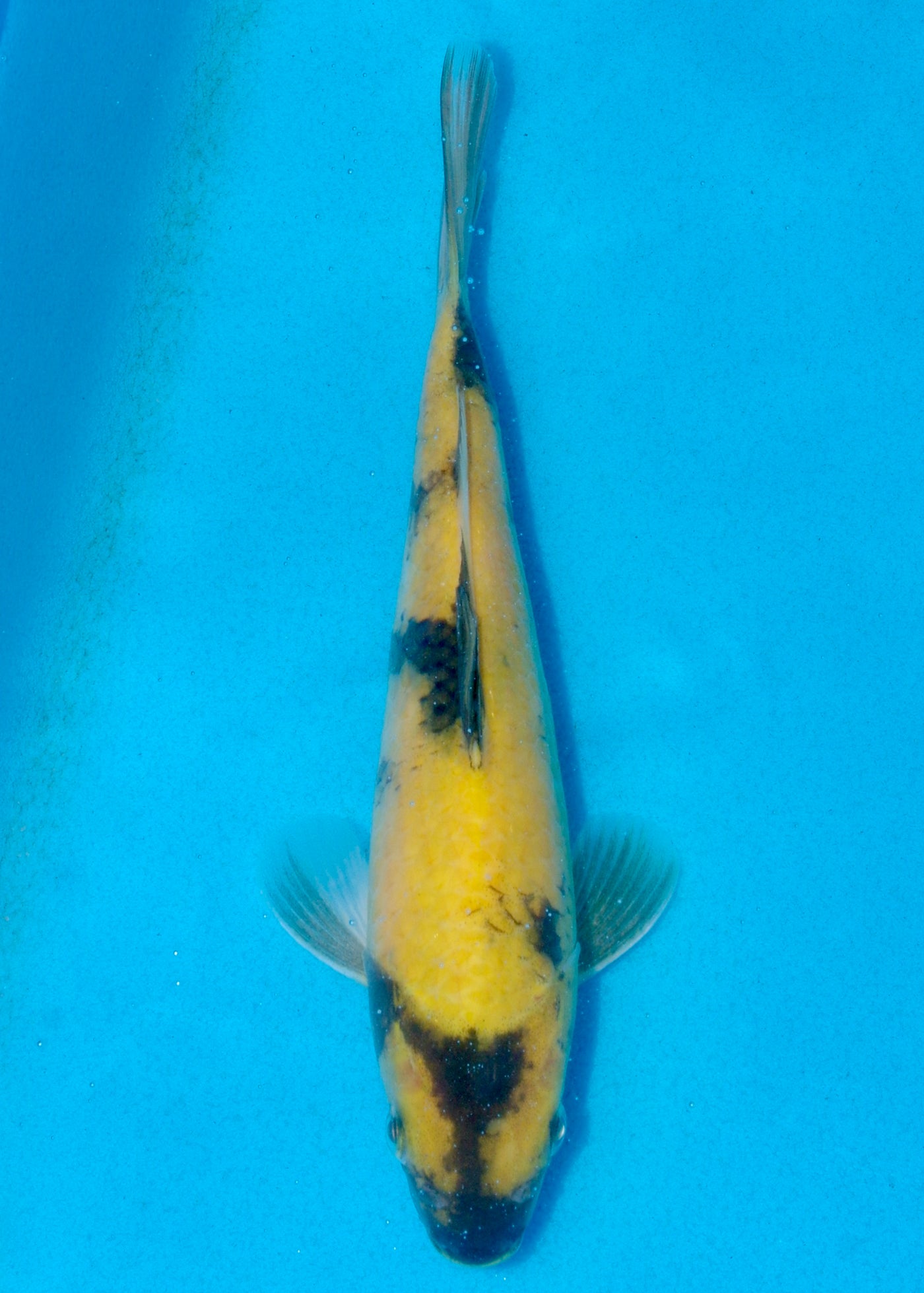 23cm Ki Utsuri (Byer Koi Farm) REF - AUG046