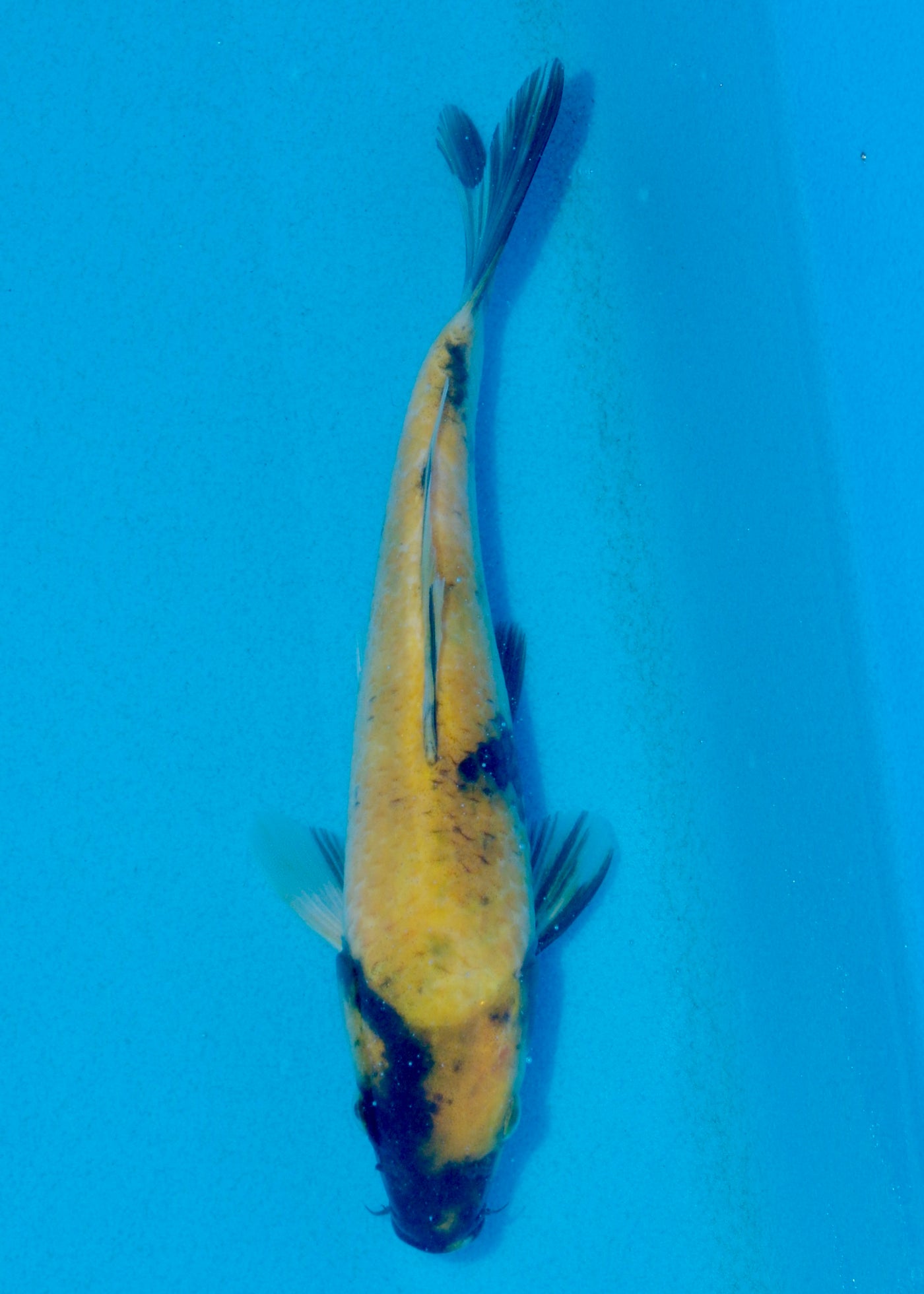 23cm Ki Utsuri (Byer Koi Farm) REF - AUG047