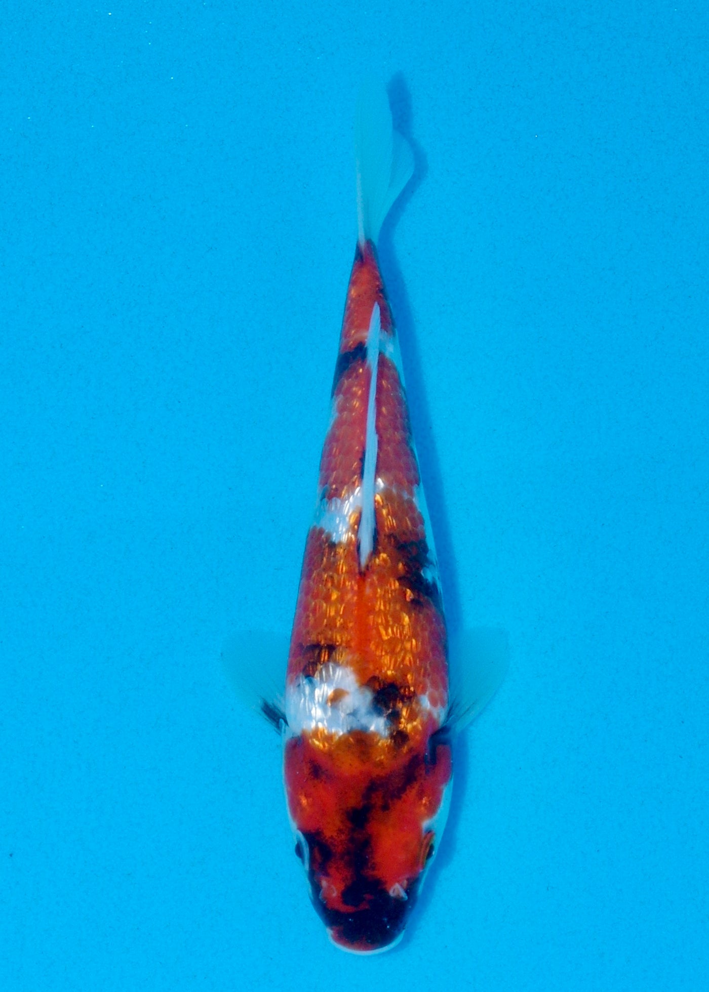 23cm Ginrin Showa (Shinoda) REF - AUG082