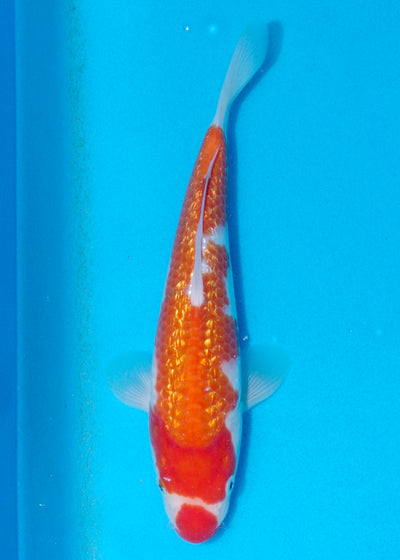 27cm Ginrin Kohaku (Shinoda) REF - AUG085