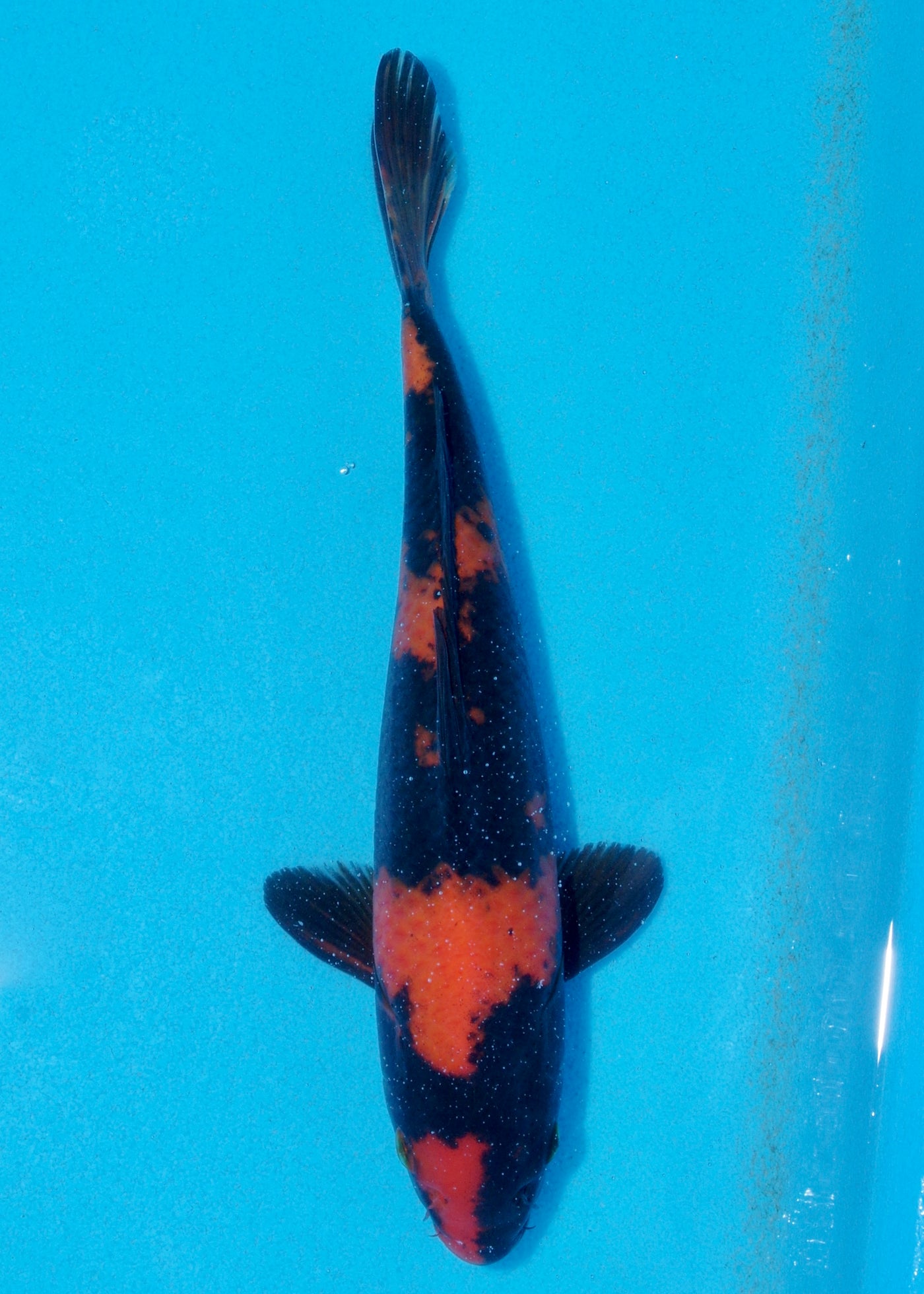 25cm Hi Utsuri (Shinoda) REF - AUG087
