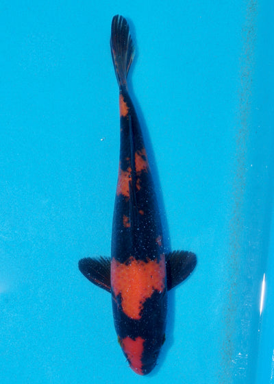 25cm Hi Utsuri (Shinoda) REF - AUG087