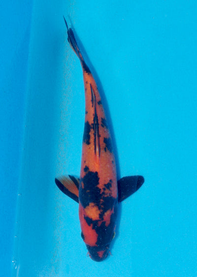 25cm Hi Utsuri (Shinoda) REF - AUG088