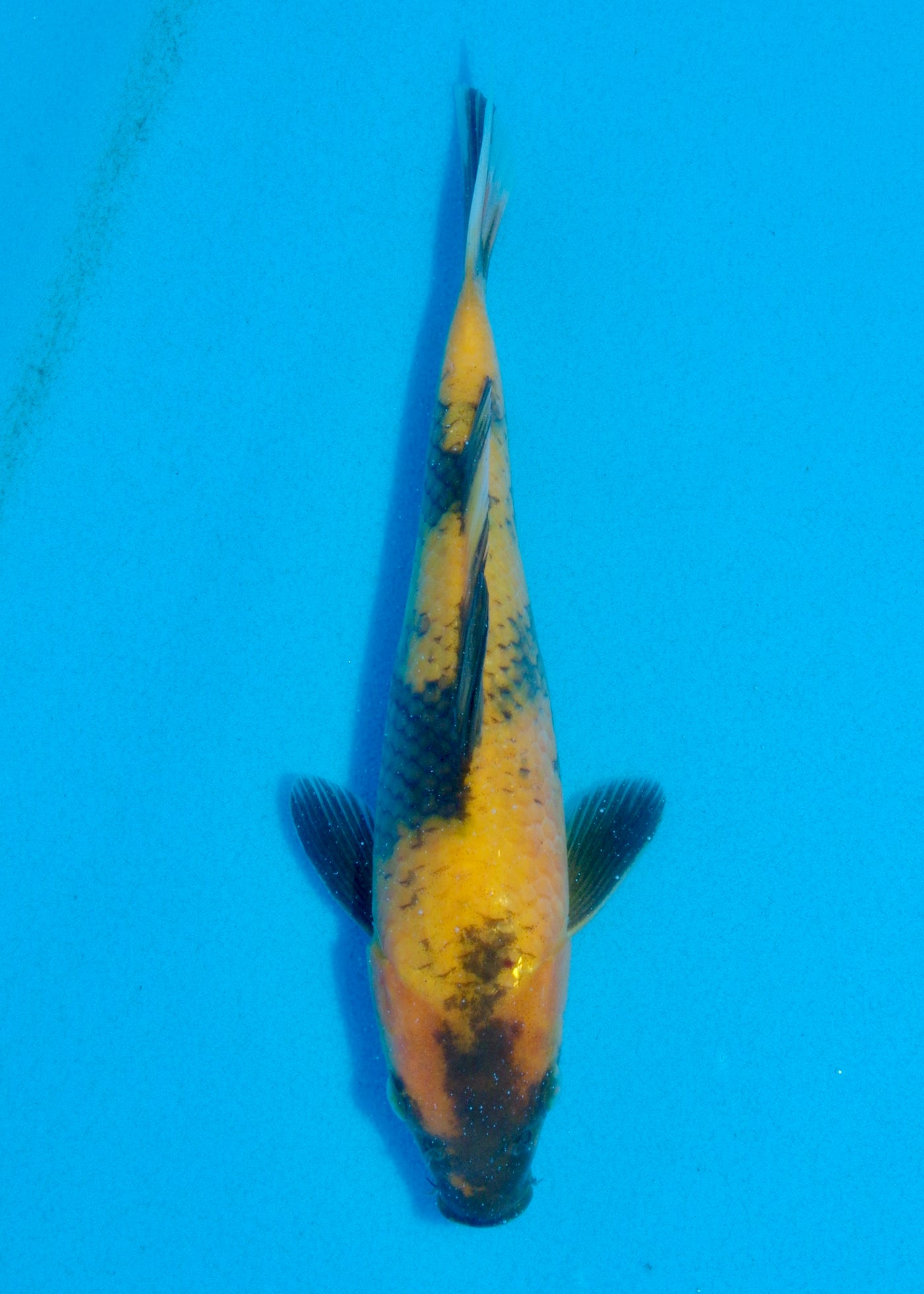 25cm Ki Utsuri (Byer Koi Farm) REF - AUG048