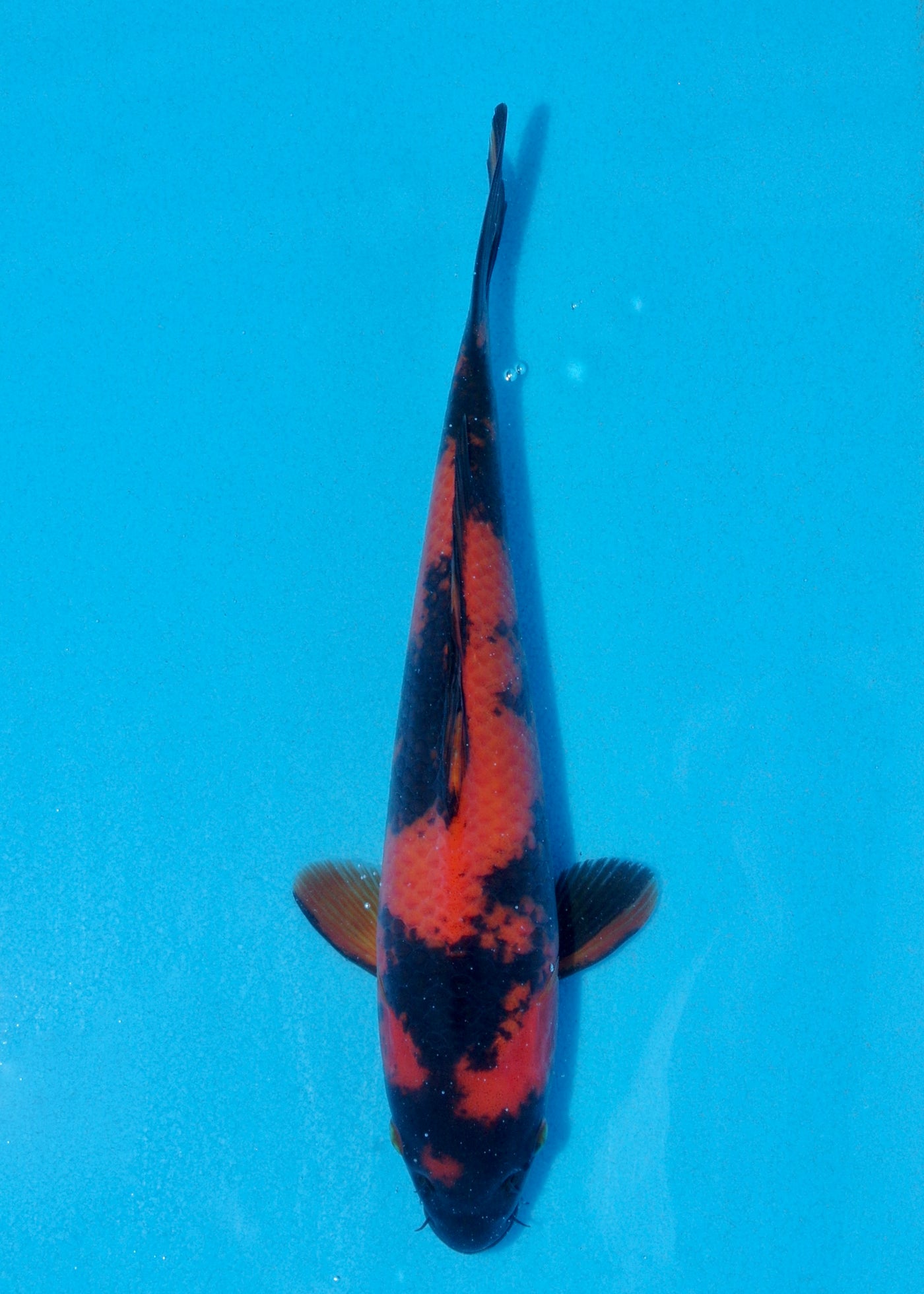 27cm Hi Utsuri (Shinoda) REF - AUG089