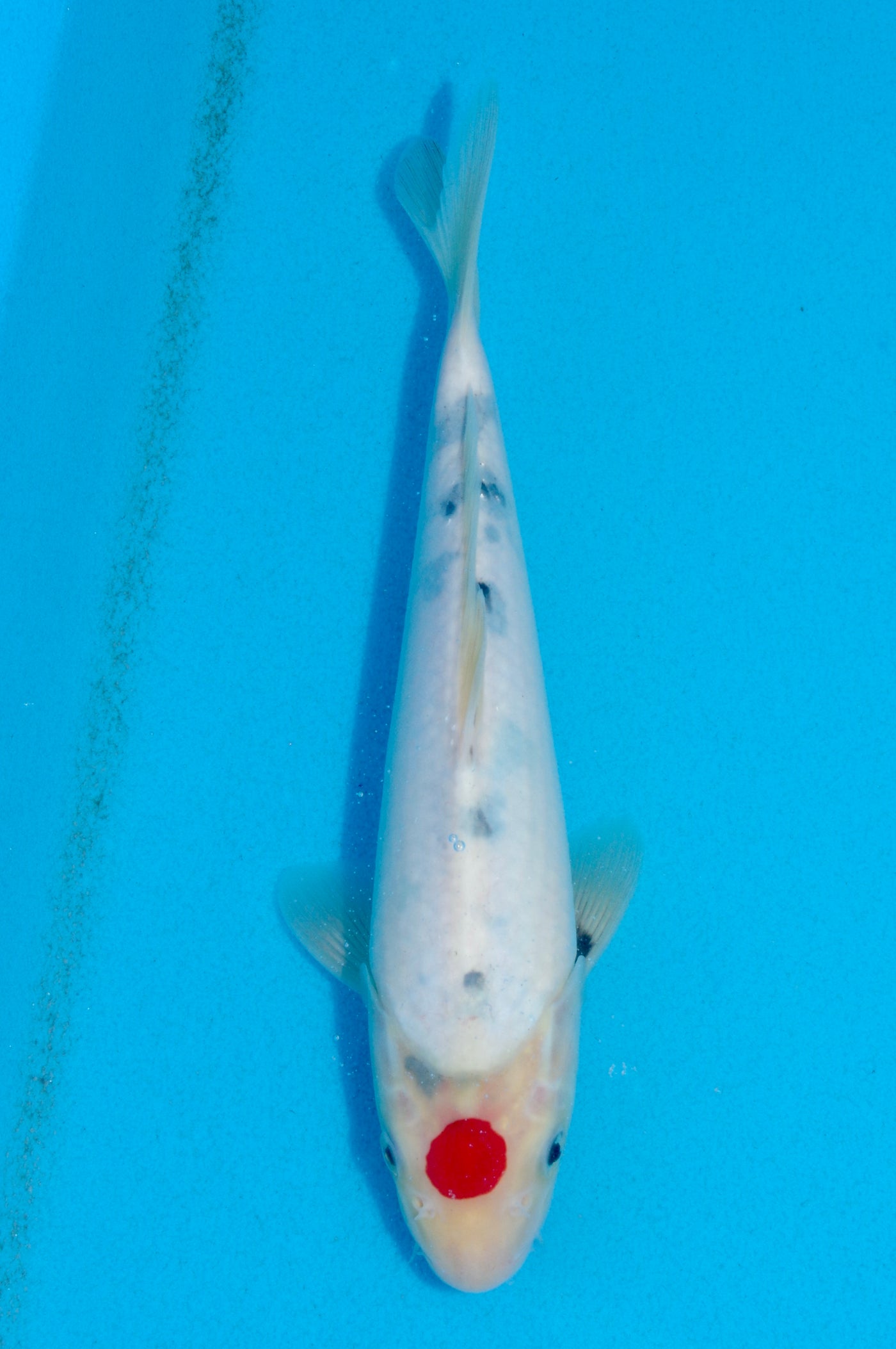 27cm Tancho Sanke (Marudo) REF - AUG090
