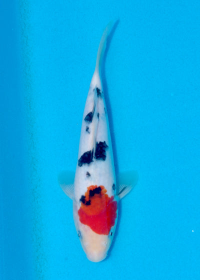 23cm Tancho Sanke (Marudo) REF - AUG092