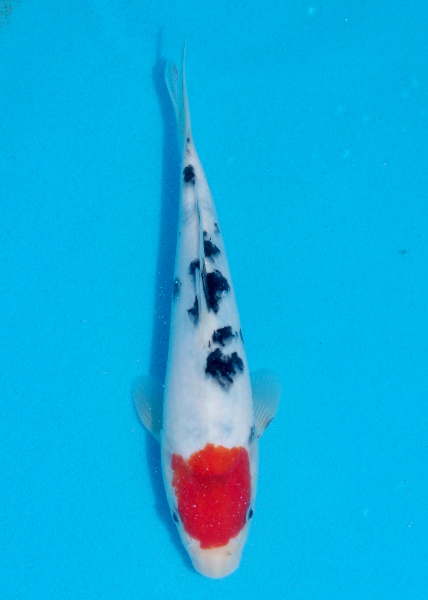 23cm Tancho Sanke (Marudo) REF - AUG093