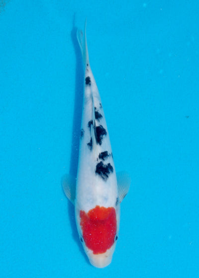 23cm Tancho Sanke (Marudo) REF - AUG093
