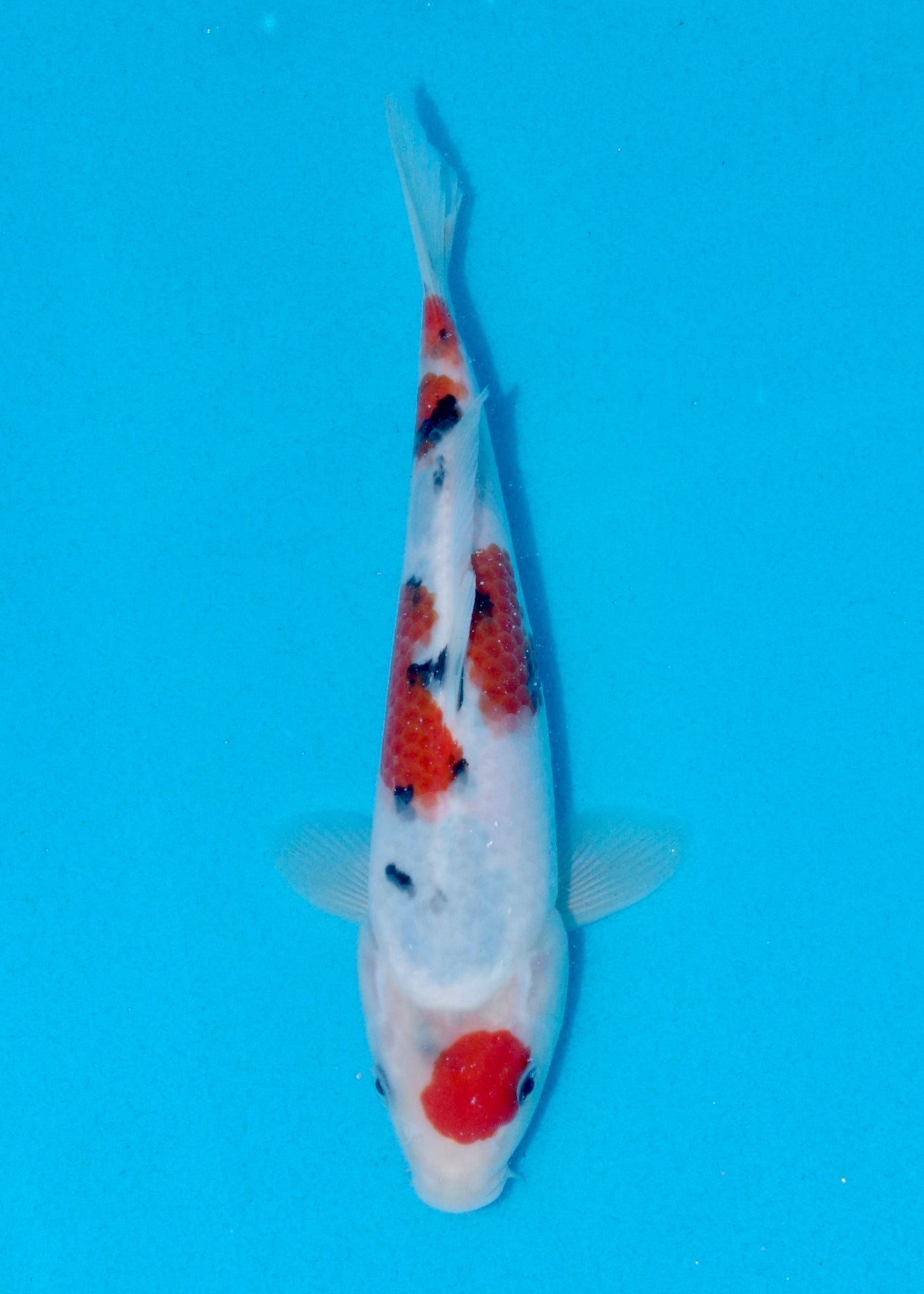 23cm Sanke (Marudo) REF - AUG094