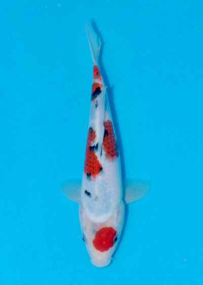 23cm Sanke (Marudo) REF - AUG094