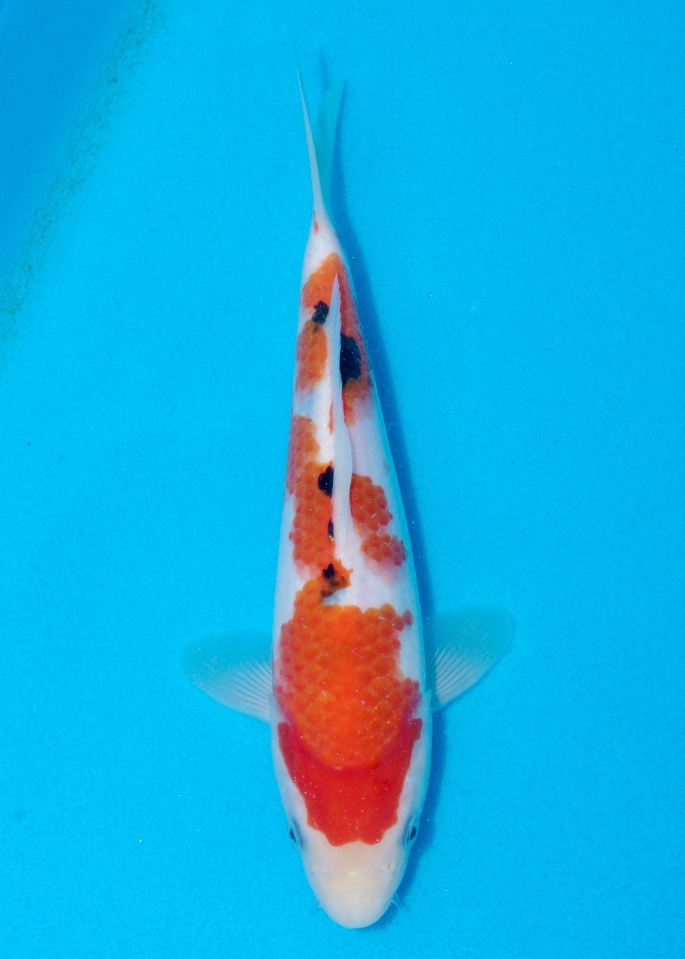 26cm Sanke (Marudo) REF - AUG096