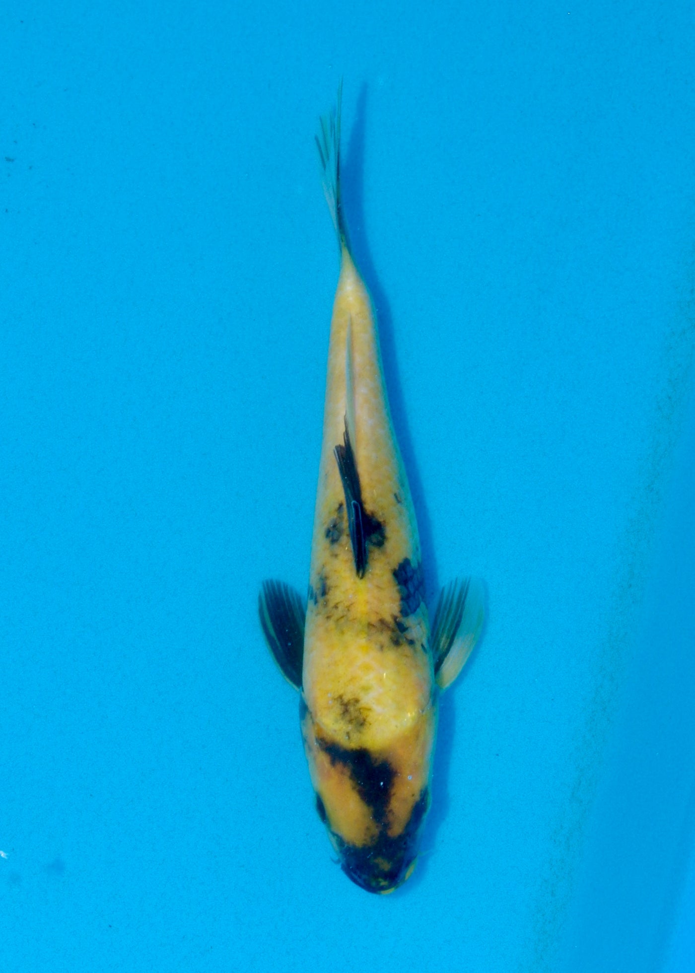 25cm Ki Utsuri (Byer Koi Farm) REF - AUG049