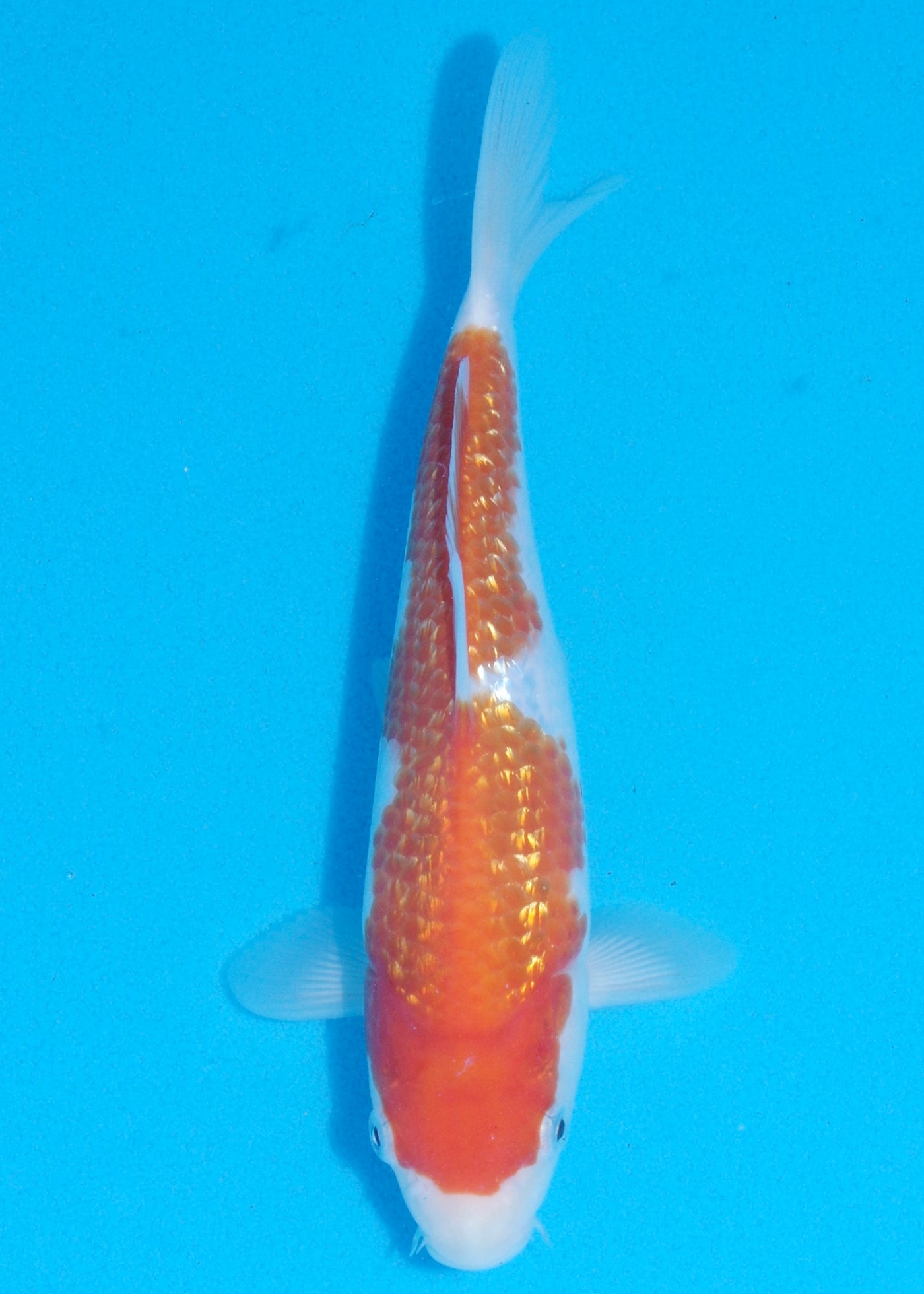 23cm Ginrin Kohaku (Marudo) REF - OCT090