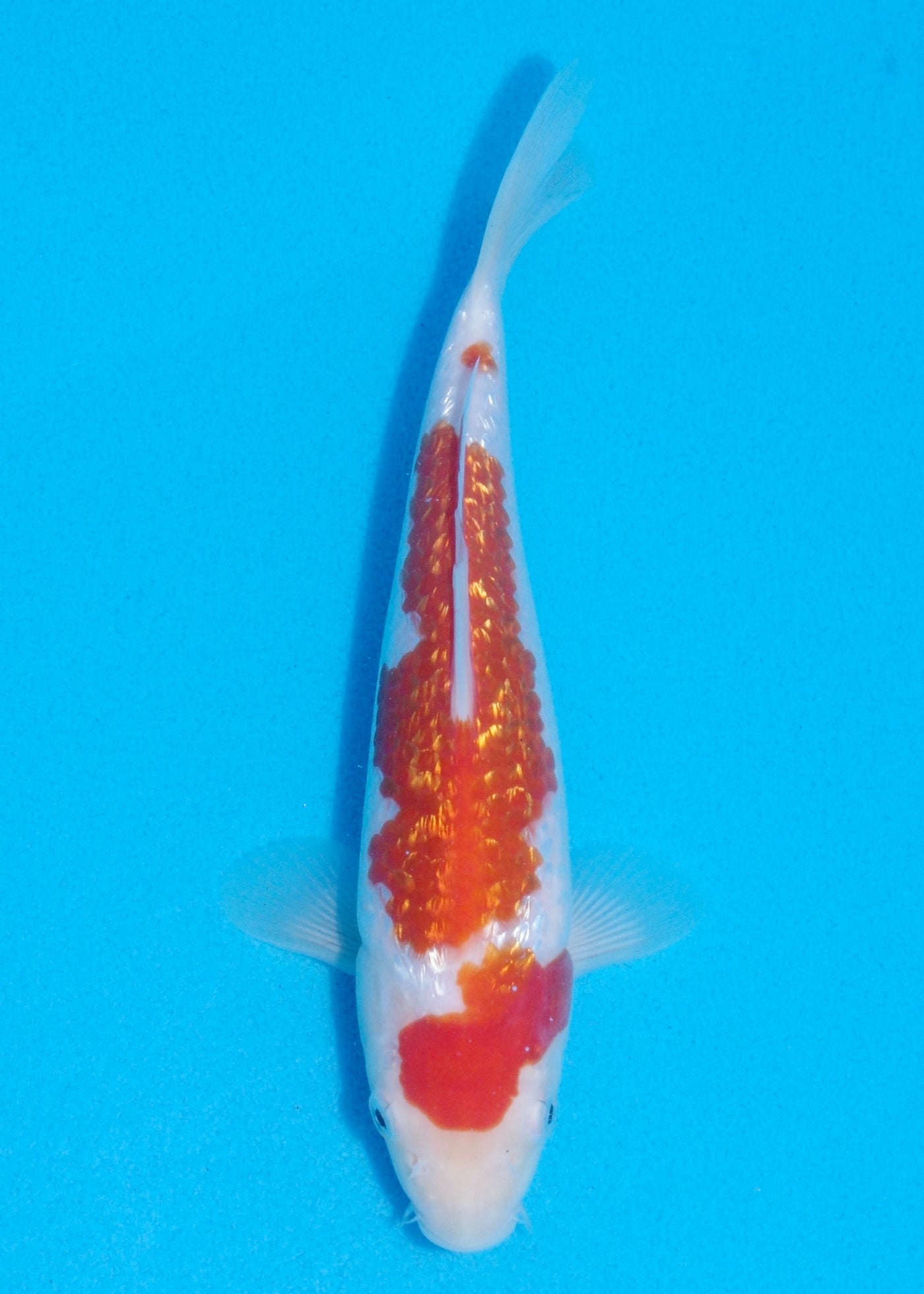 22cm Ginrin Kohaku (Marudo) REF - OCT092