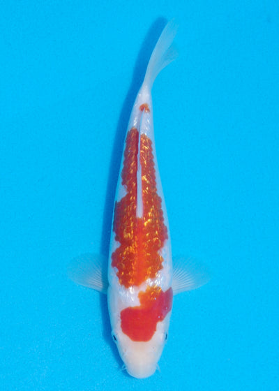 22cm Ginrin Kohaku (Marudo) REF - OCT092