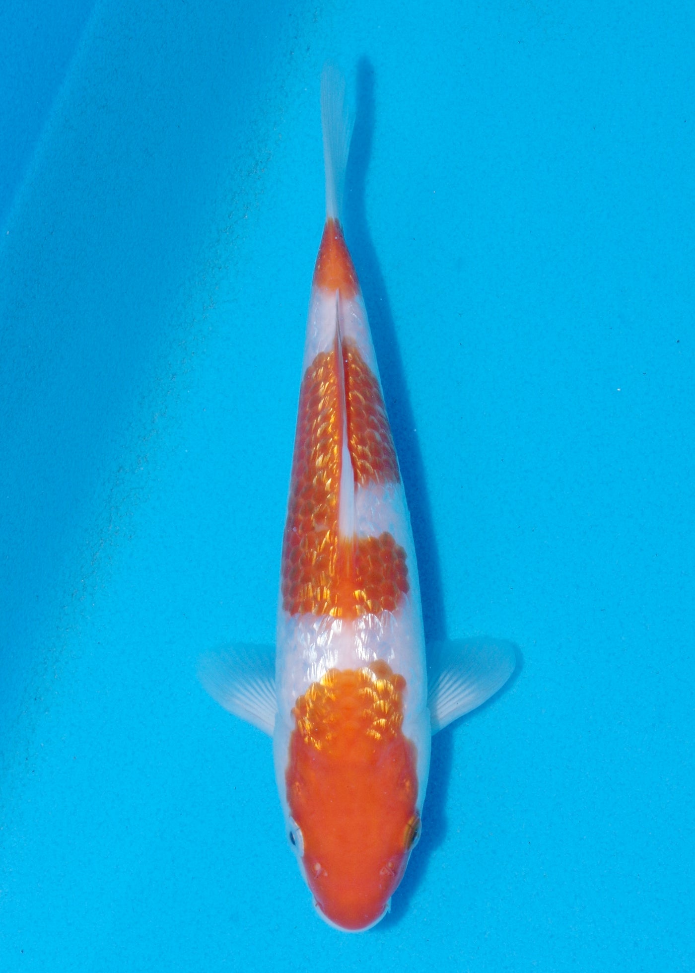 23cm Ginrin Kohaku (Marudo) REF - OCT093