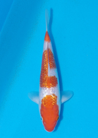 23cm Ginrin Kohaku (Marudo) REF - OCT093