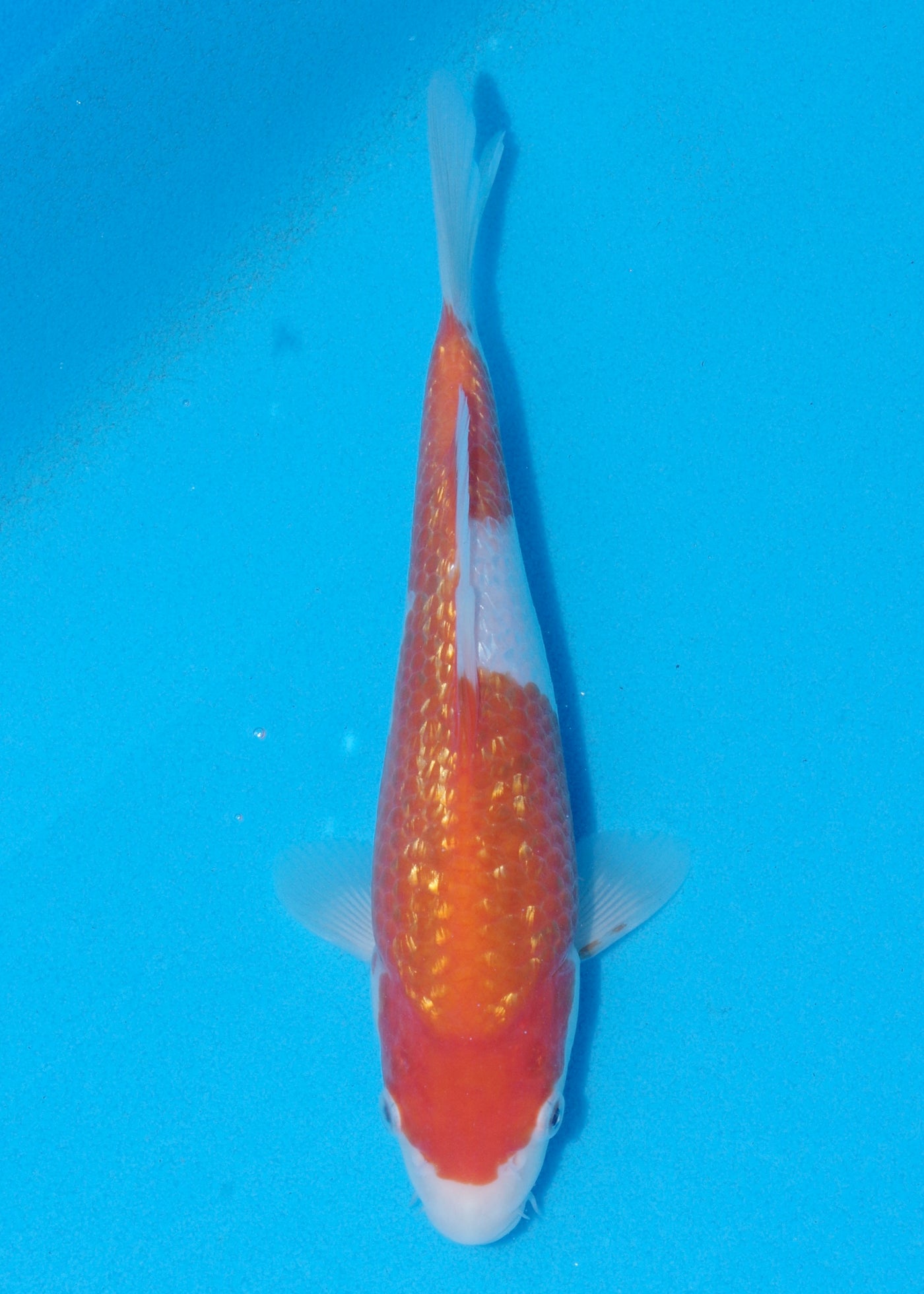 24cm Ginrin Kohaku (Marudo) REF - OCT094