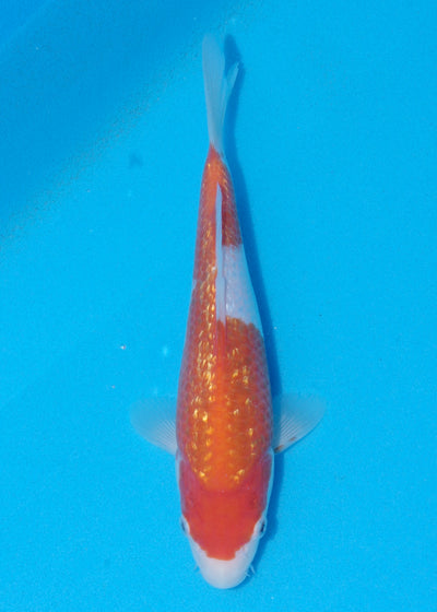 24cm Ginrin Kohaku (Marudo) REF - OCT094