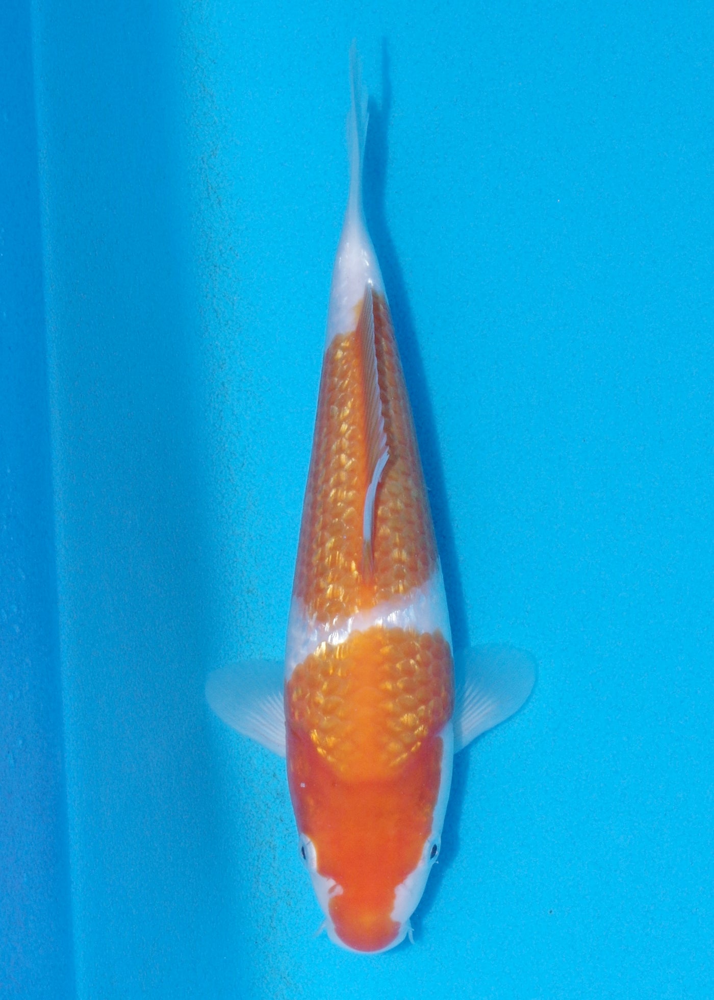 24cm Ginrin Kohaku (Marudo) REF - OCT095