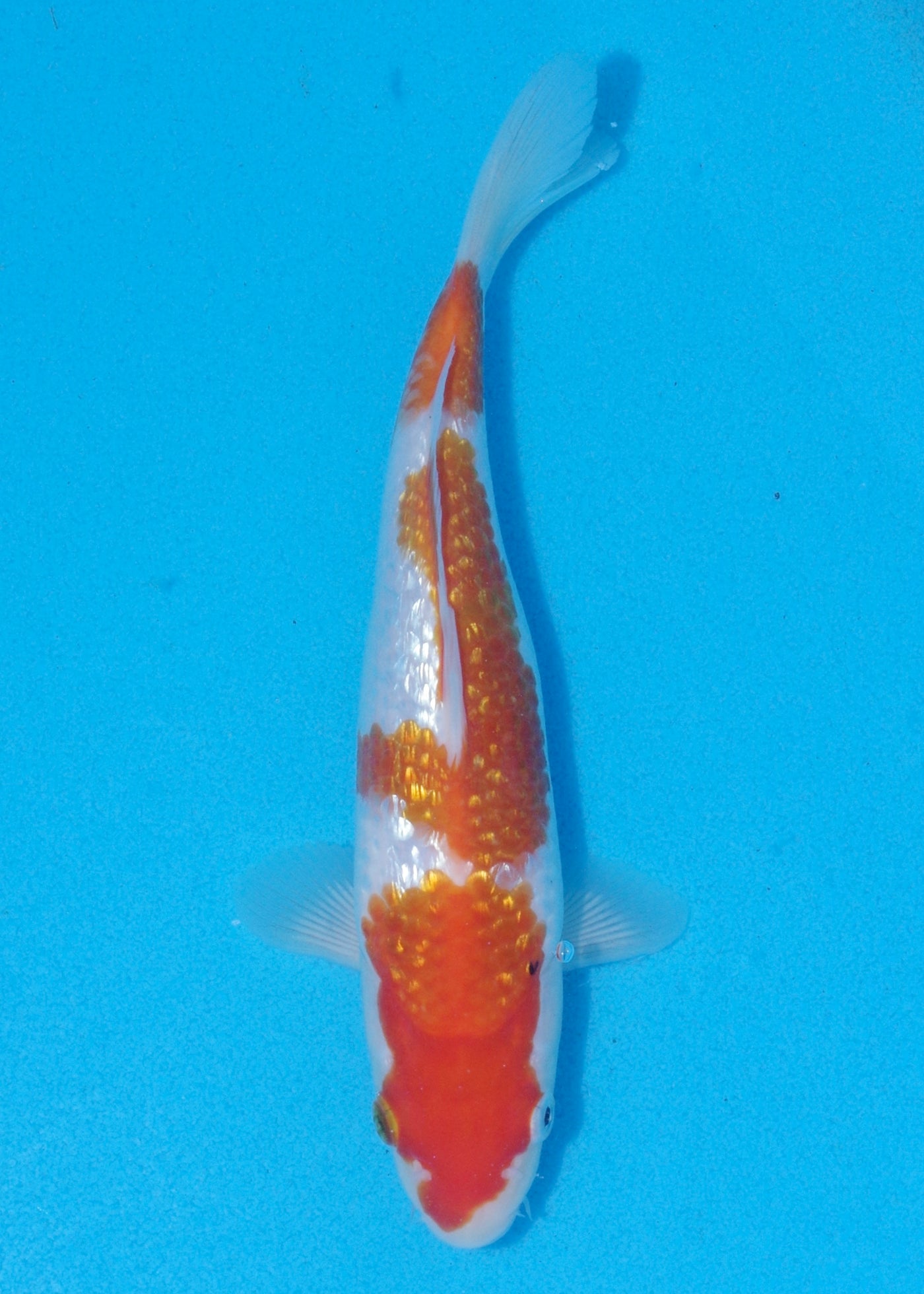 23cm Ginrin Kohaku (Marudo) REF - OCT096