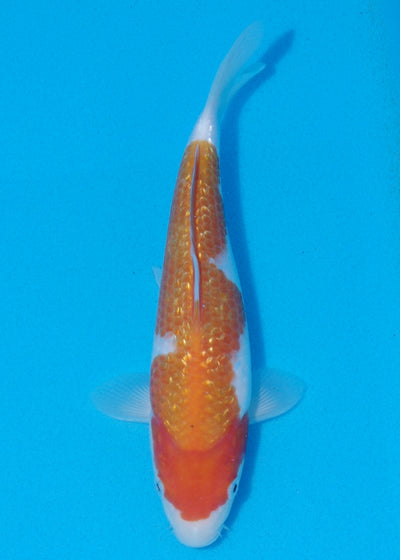 24cm Ginrin Kohaku (Marudo) REF - OCT097
