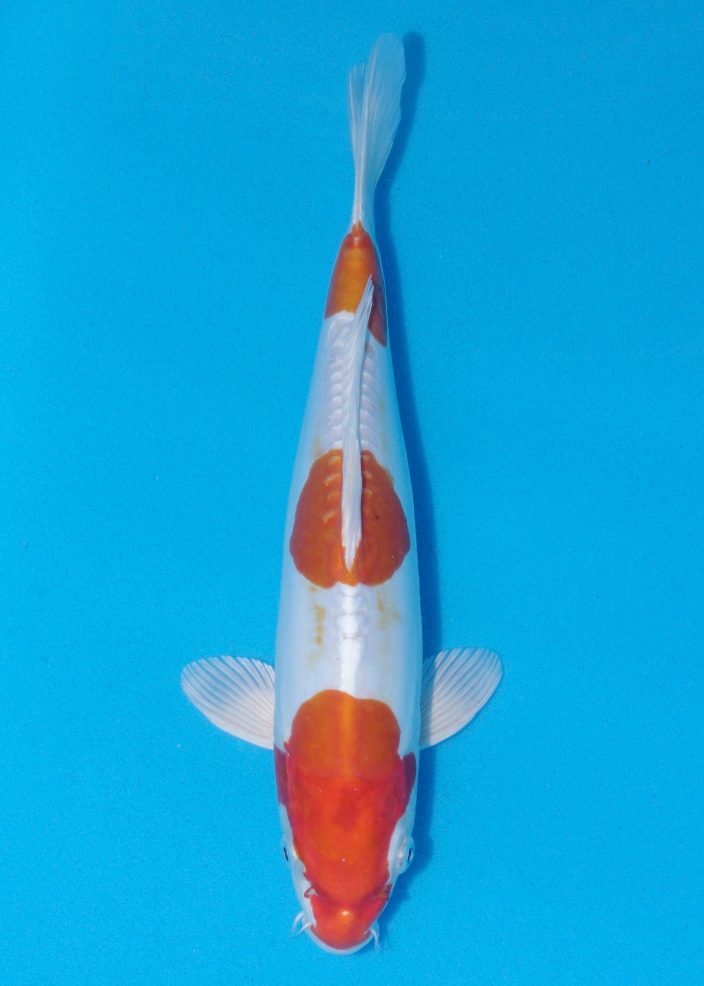 31cm Kikisui (Byer Koi Farm) REF - OCT099
