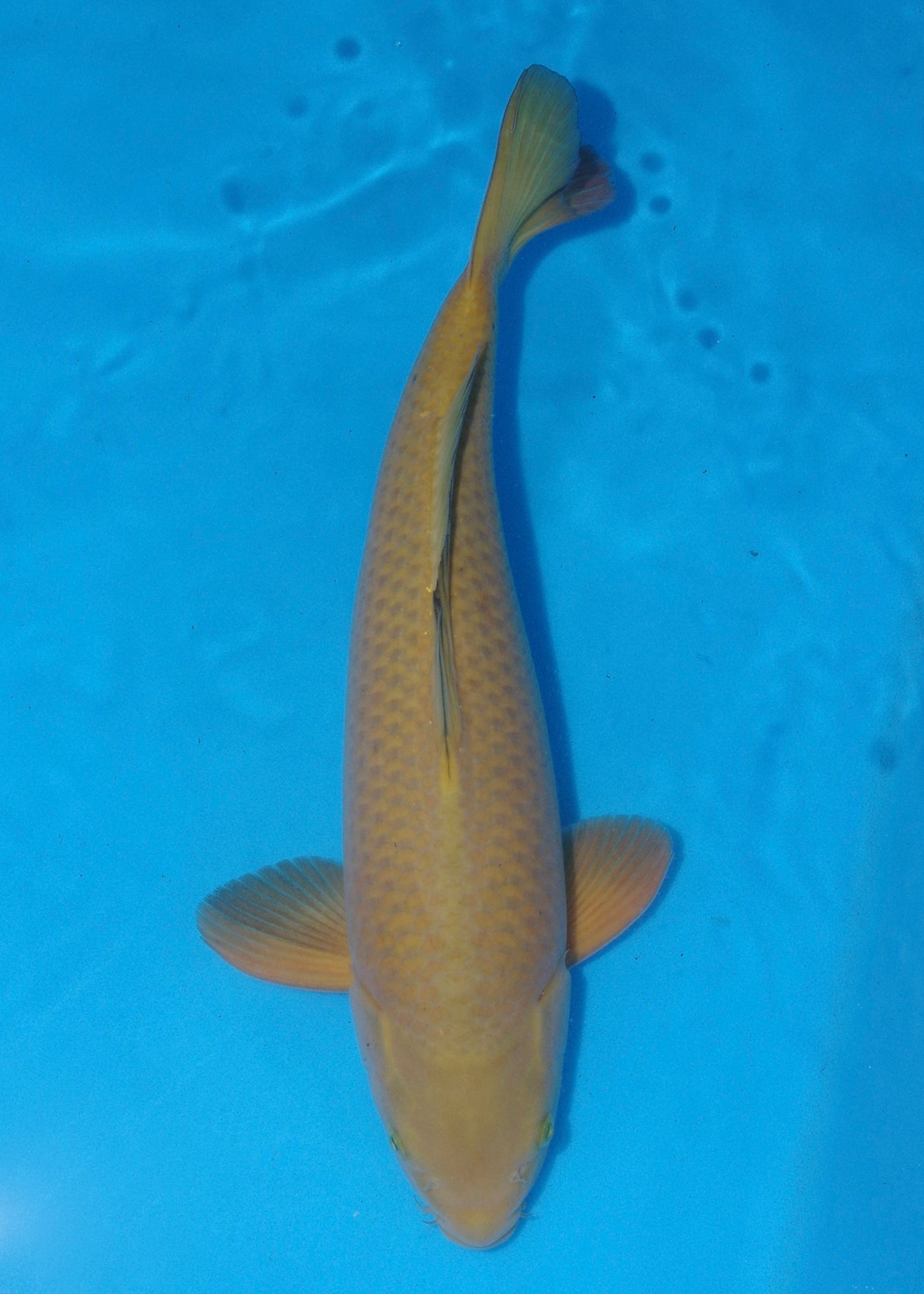 48cm Chagoi (BKF) REF - JUN65