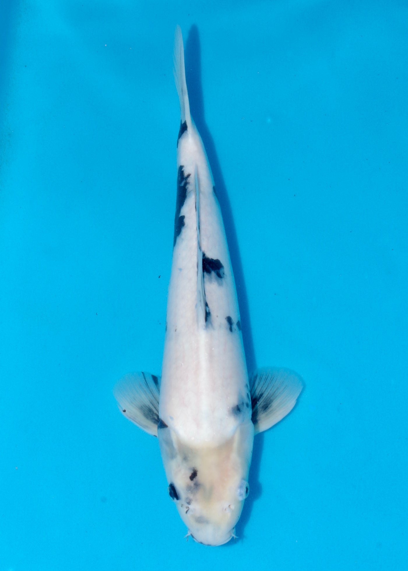 41cm Shiro Utsuri (Kaneko) REF - OCT004