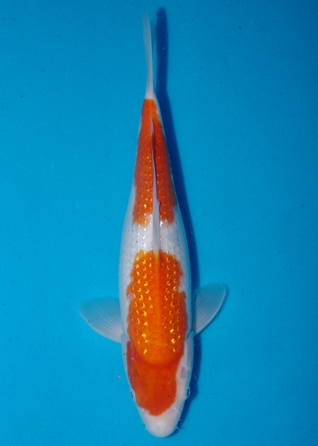 Kohaku For Sale at Adam Byer Koi Farm UK