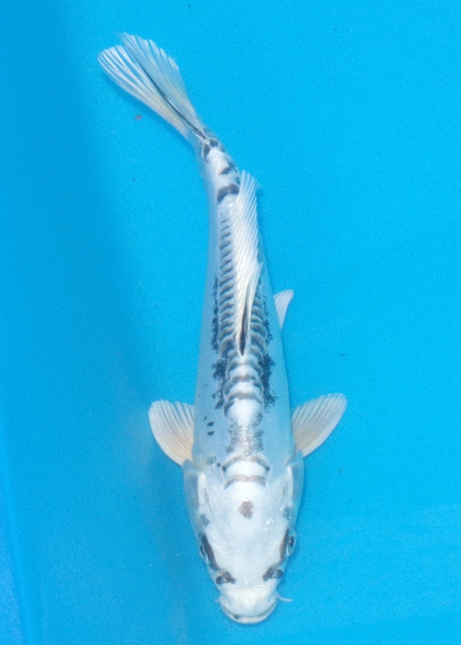 20cm Kikokuryu REF SRL02-A098