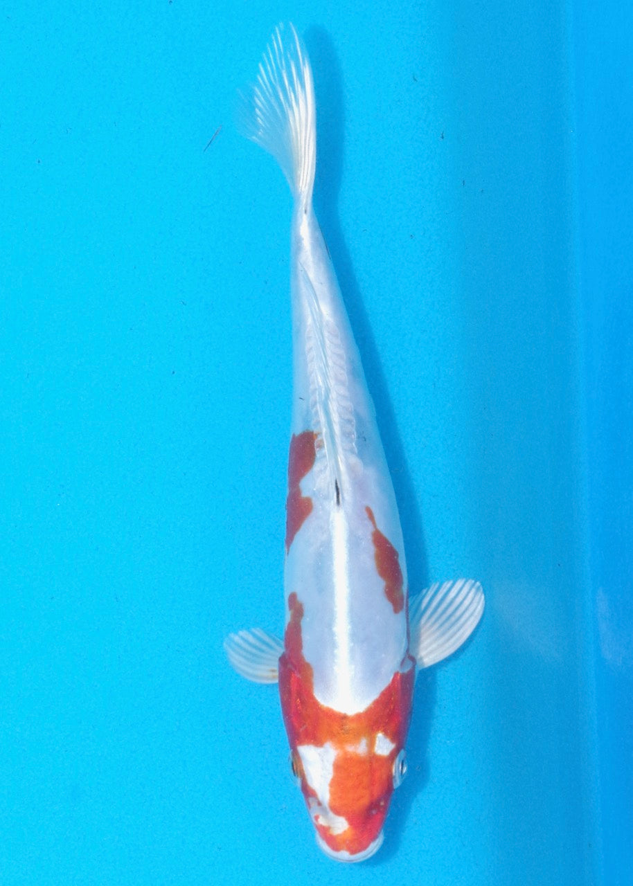 20cm Kikusui REF SRL02-A103