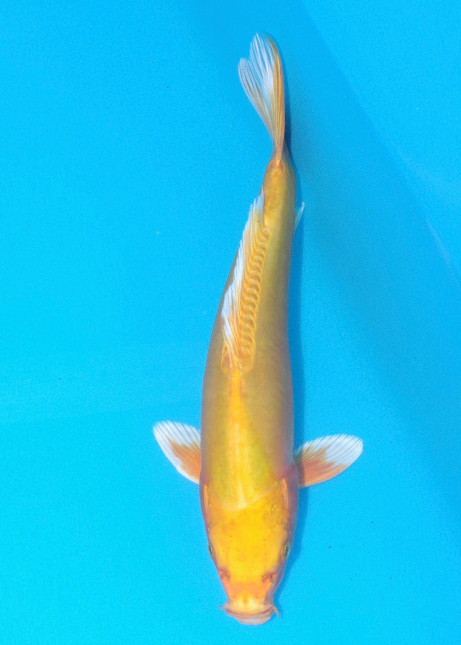 28cm Doitsu Orenji REF SRL02-A106