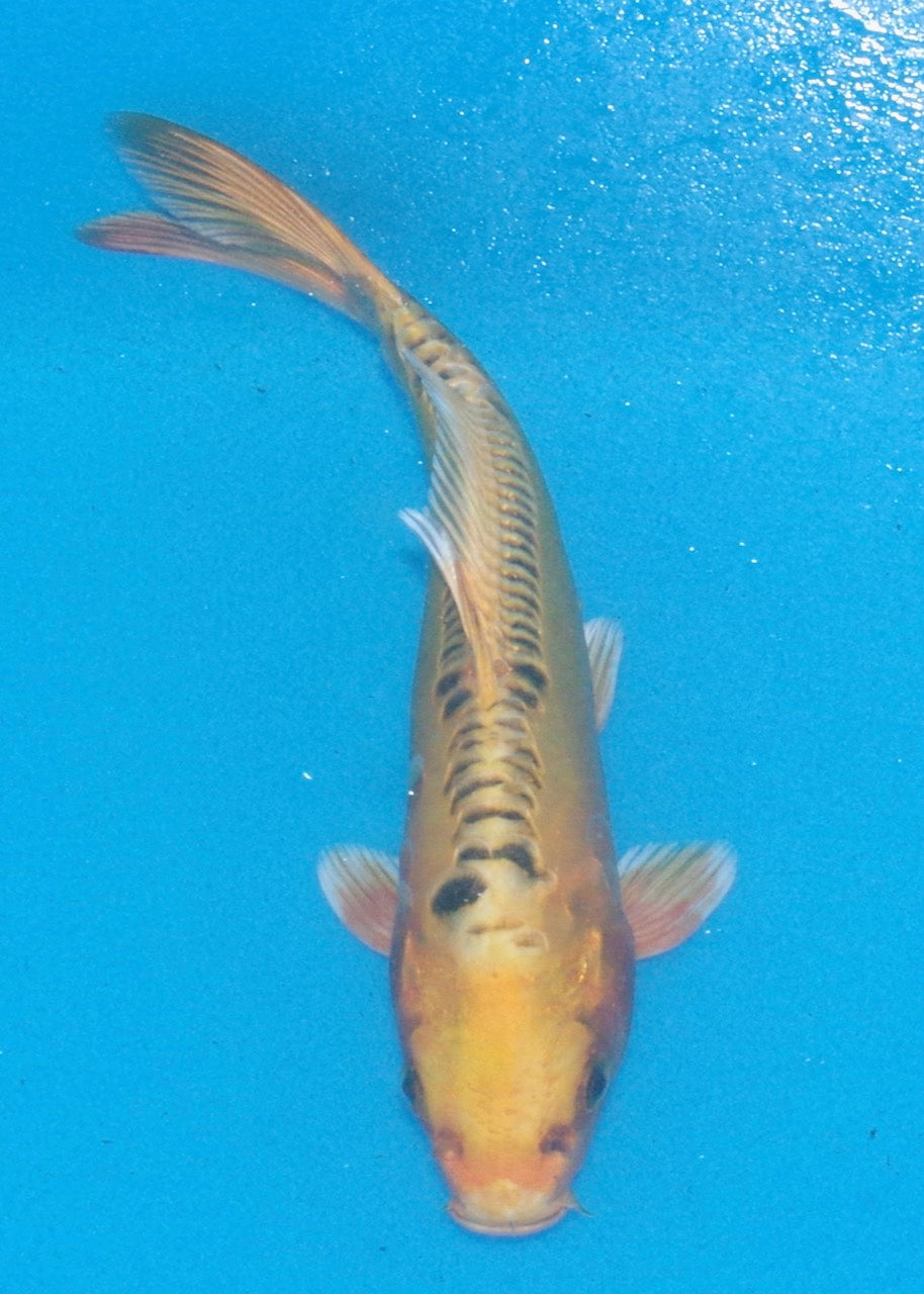 20cm Ki Kikokuryu REF SRL02-A108
