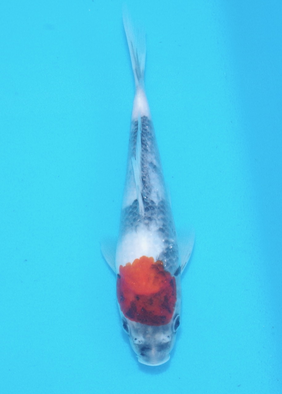 20cm Tancho Showa REF SRL02-A109