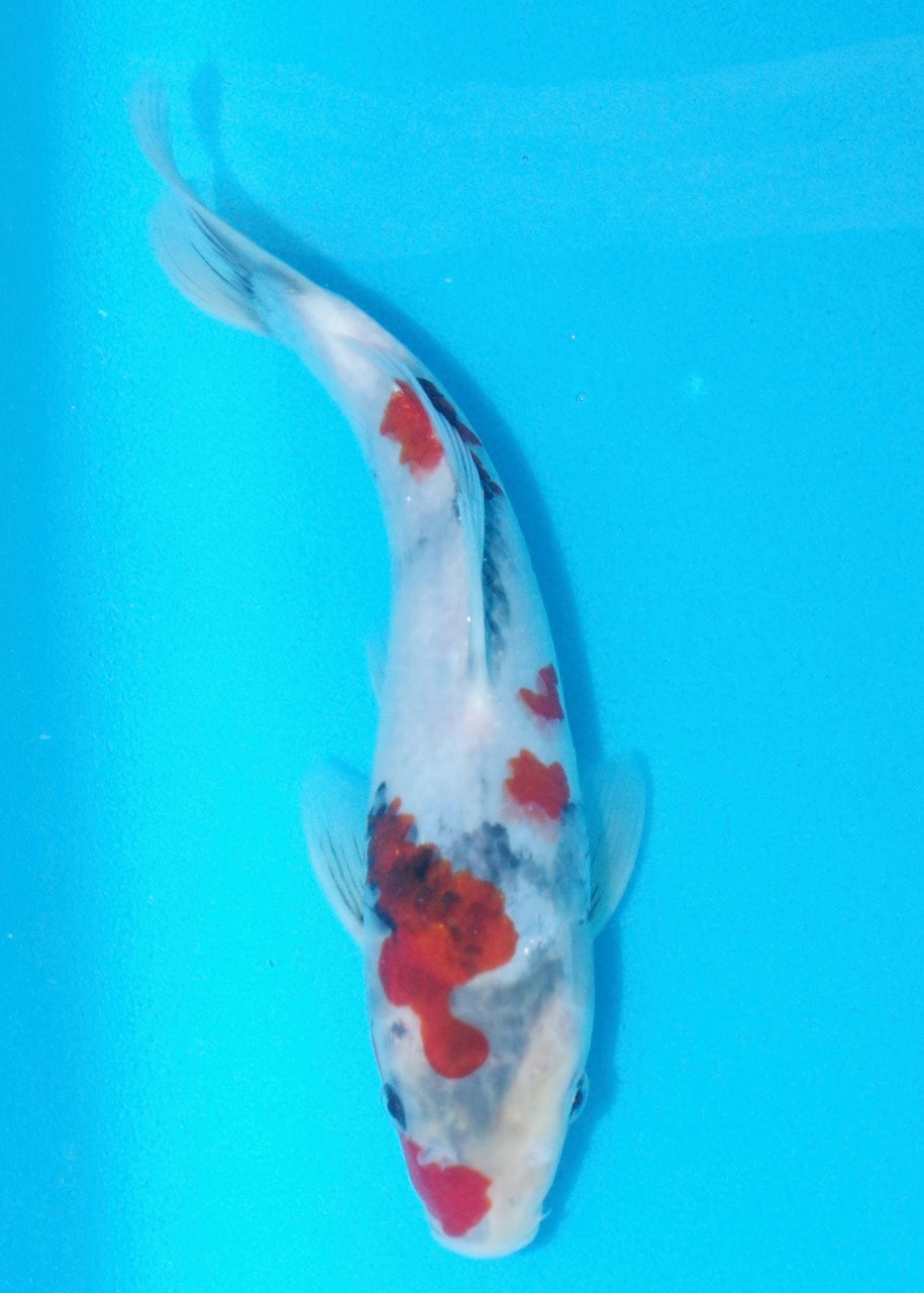 23cm Showa REF SRL02-A010