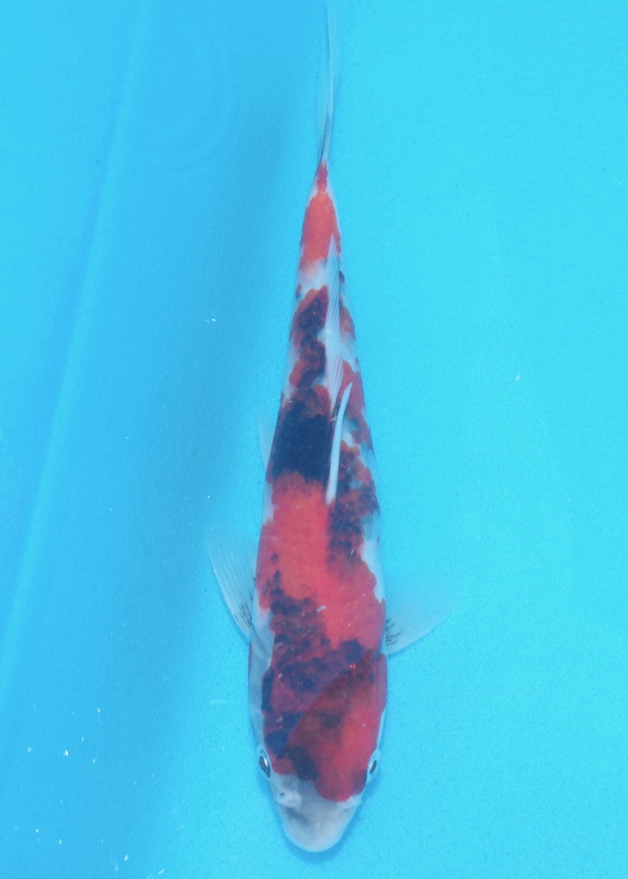 20cm Showa REF SRL02-A012