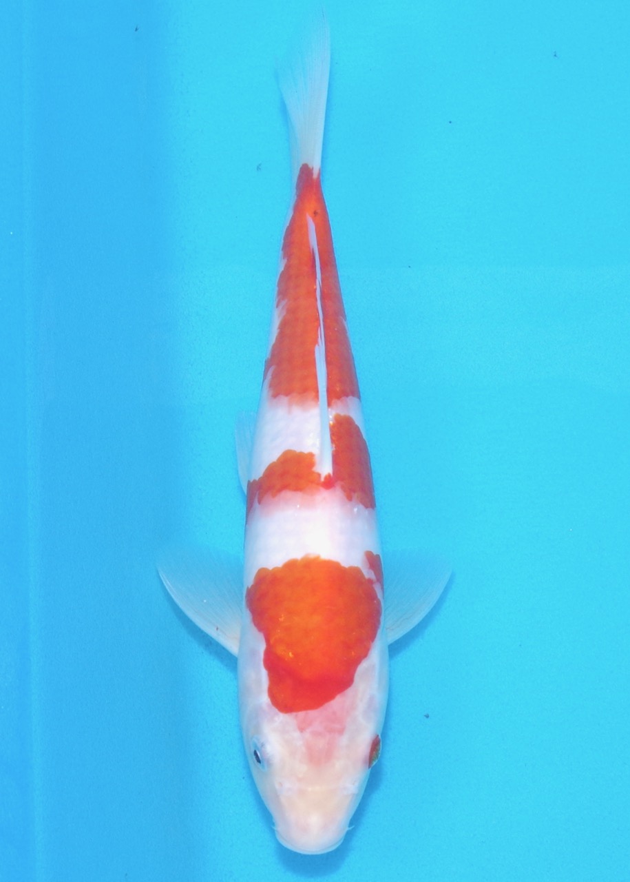 26cm Kohaku REF SRL02-A015