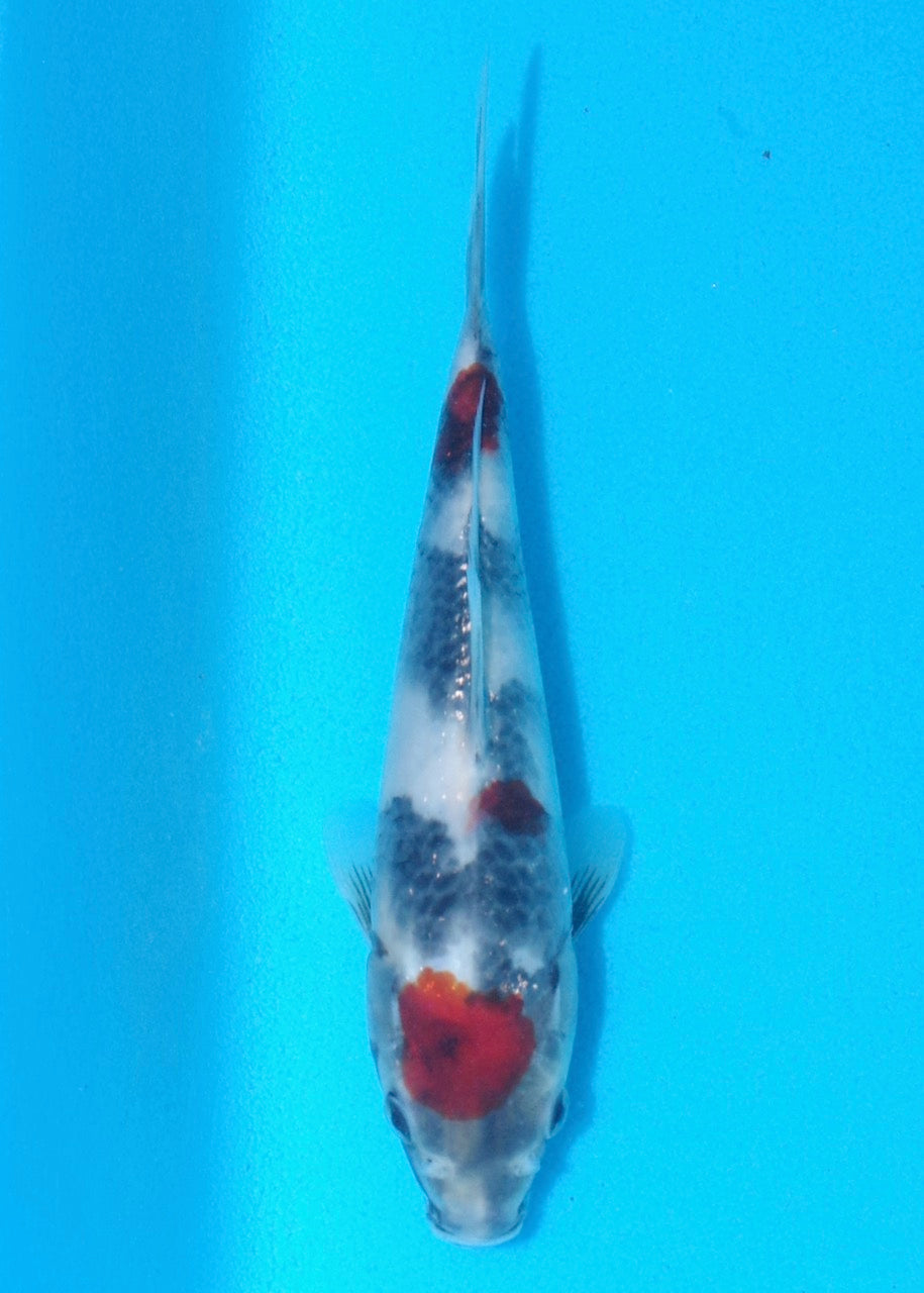 19cm Showa REF SRL02-A016