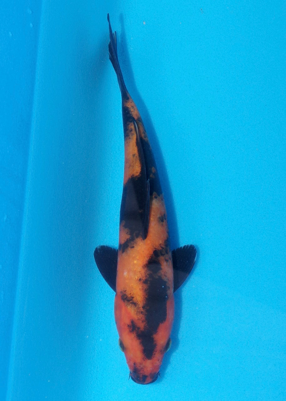 24cm Hi Utsuri REF SRL02-A017