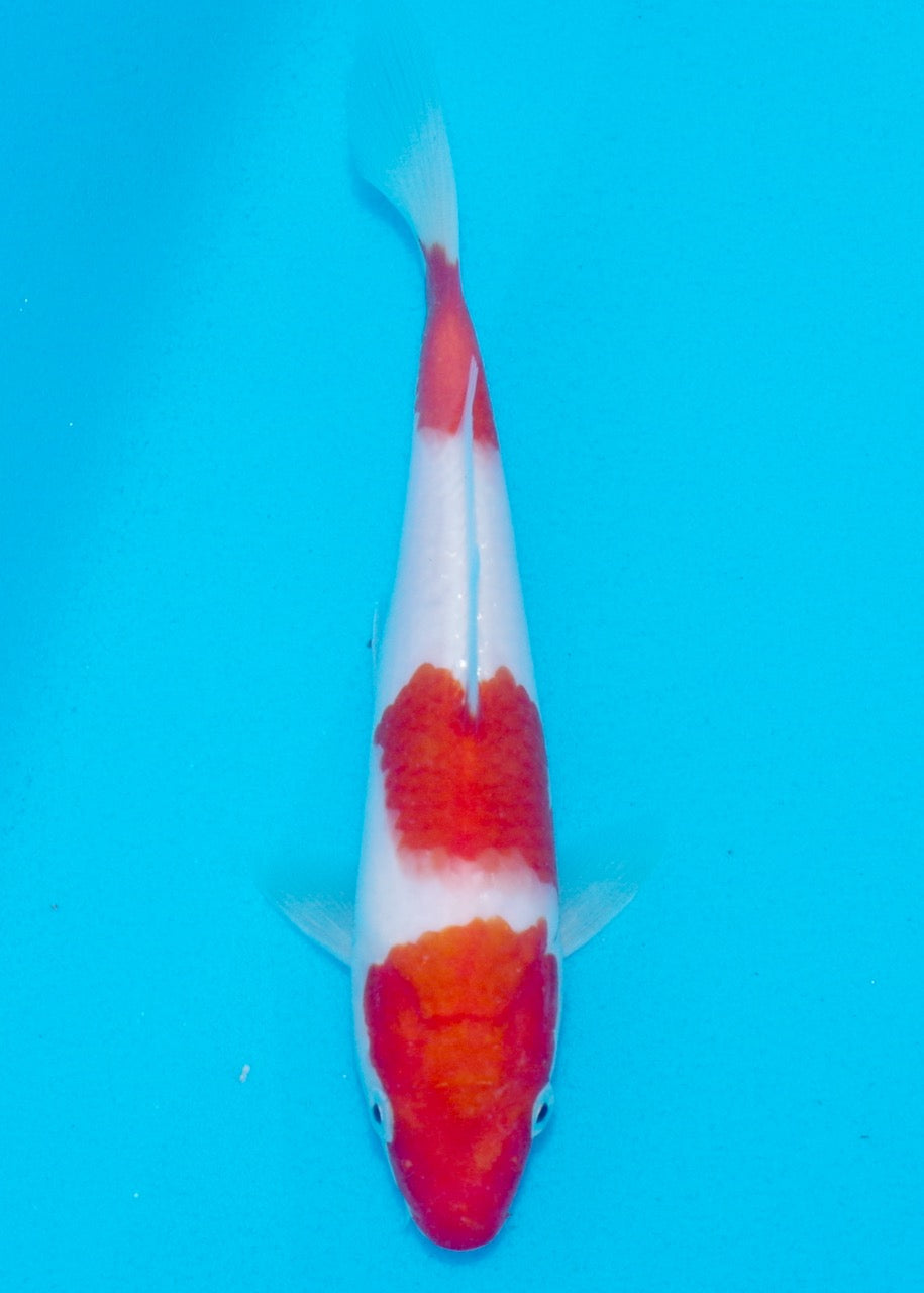 21cm Kohaku REF SRL02-A018